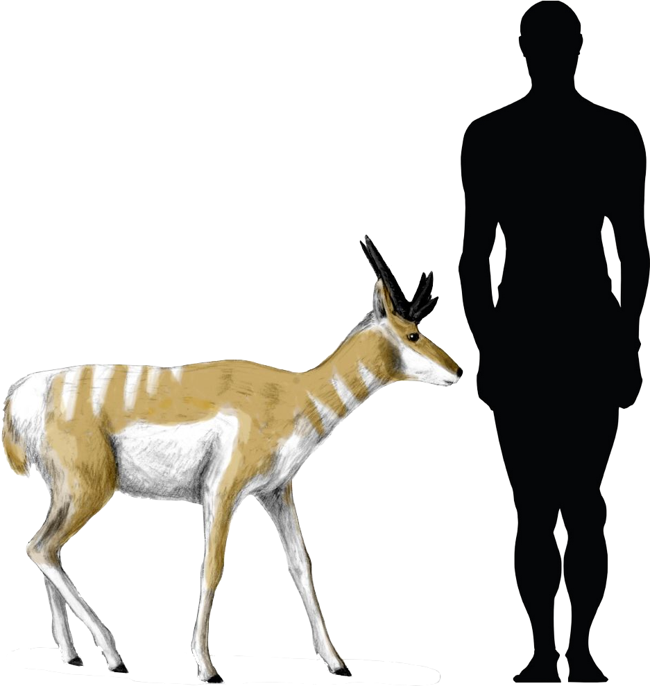 Texoceros Edensis Early - Texoceros (979x1000)