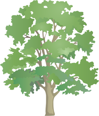 Drawn Tree Sycamore Tree - Patterns Of Nature Permaculture (343x400)