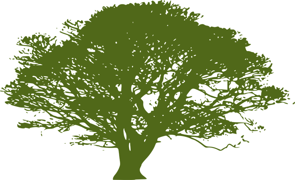 To The Restoration, Health, And Preservation Of Montecito's - Oak (960x588)