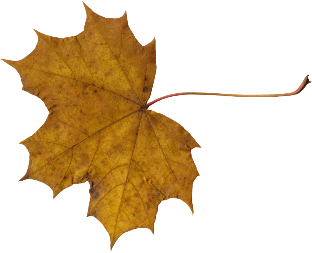 Png File Size - Leaves Png (1024x832)