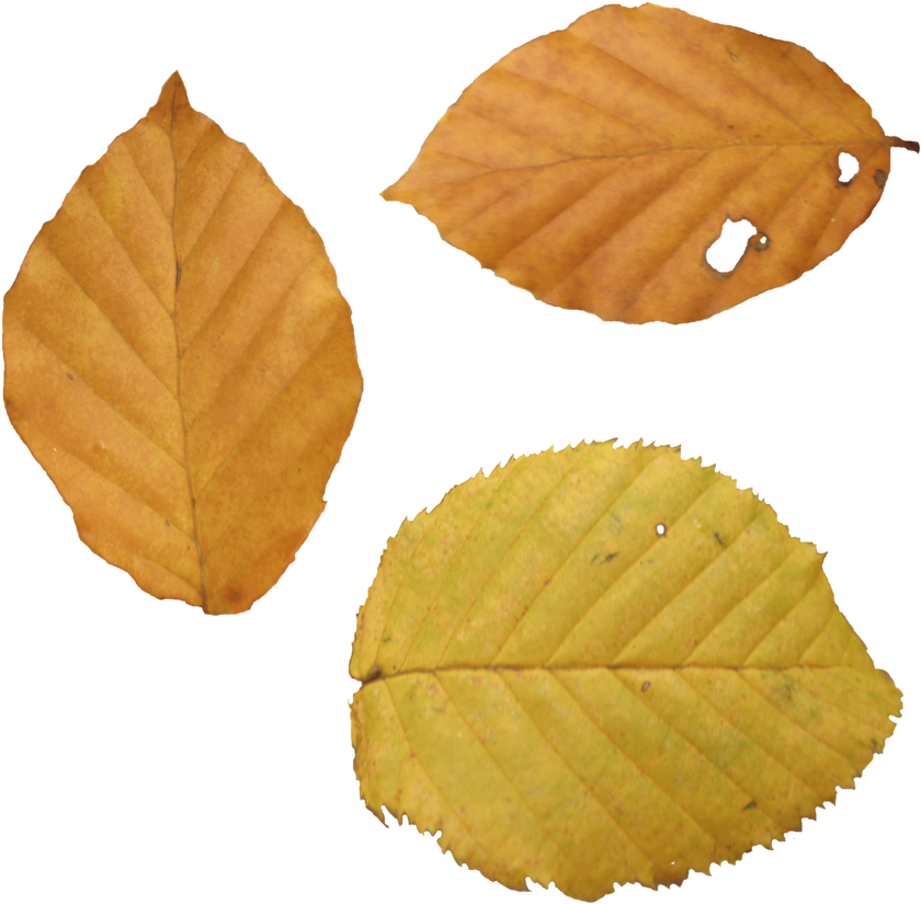Autumn Png Leaf - Dry Leaf Png (900x900)