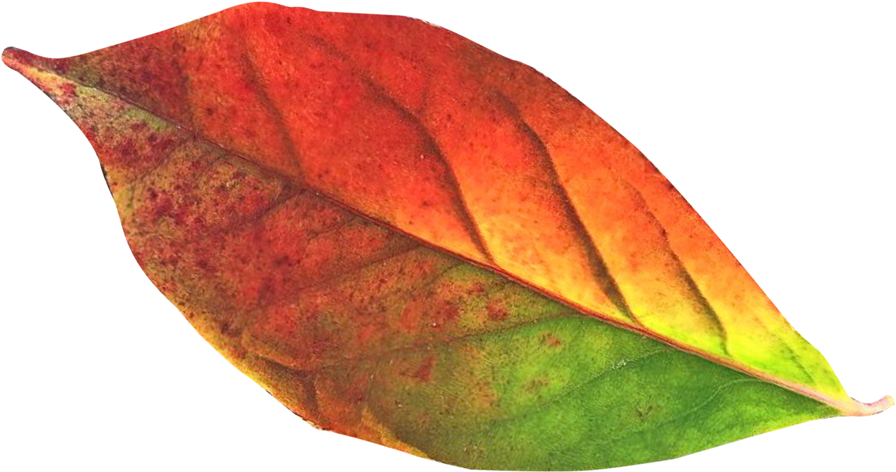 Fall Leaf Png Download - Transparency (1530x961)