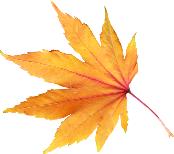 Spring Leaf Png (850x754)