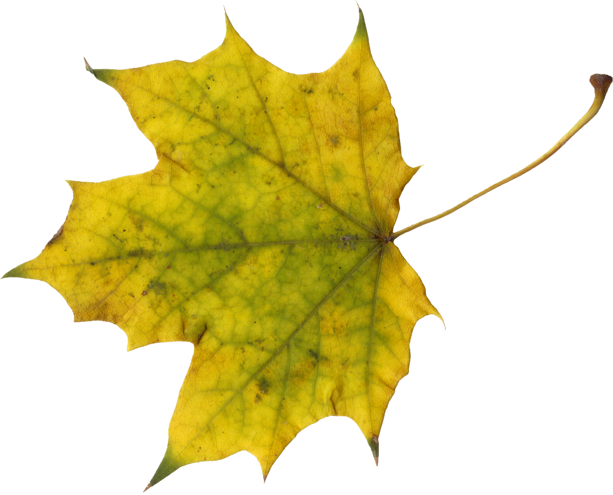 Png File Size - Maple Leaf (1238x1000)
