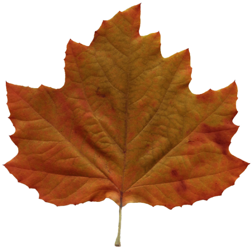 Leaves - Brown Leaf Png (512x512)