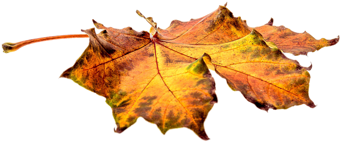 Cartoon Fall Leaf 12, - Alma Garden Gartenlaubsack 120 Liter (960x640)