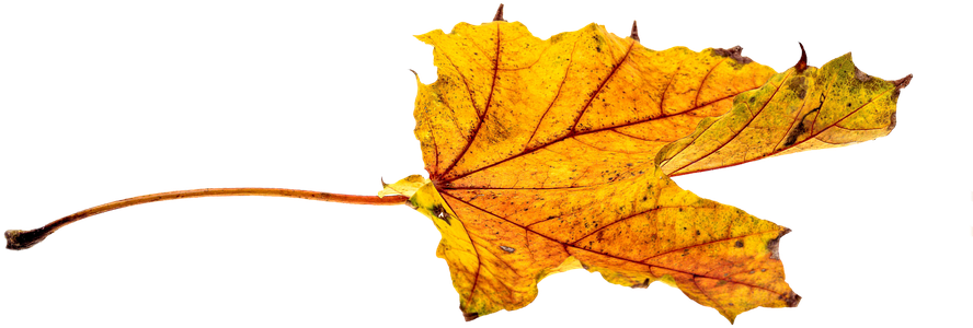 Cartoon Fall Leaf 23, - Leaf (960x640)