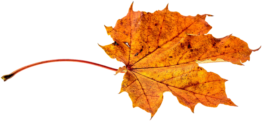 Autumn Leaf Clipart 27, - Autumn Leaf Transparent (960x640)