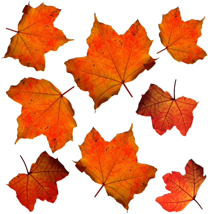 Pictures Of Maple Leaves 13, Buy Clip Art - Fall Orange Leaves (720x720)
