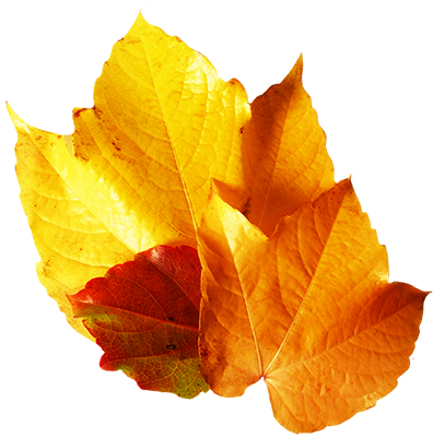 Yellow Fall Leaf Clip Art - Maple Leaf (396x401)