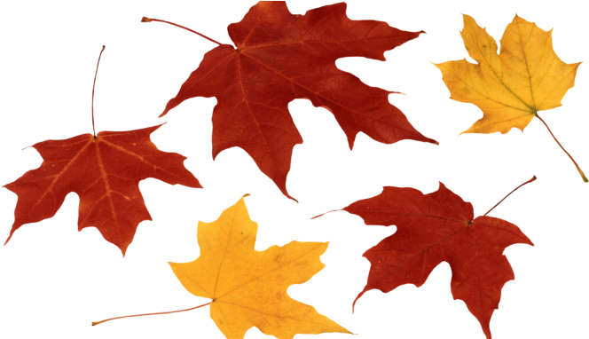 Fall Leaf Hd Images - Png Maple Leaf (678x381)