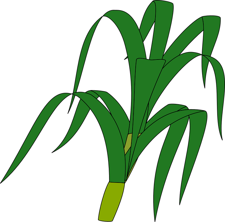 Jungle Plants Cliparts 20, Buy Clip Art - Corn Stalk Clip Art (728x720)