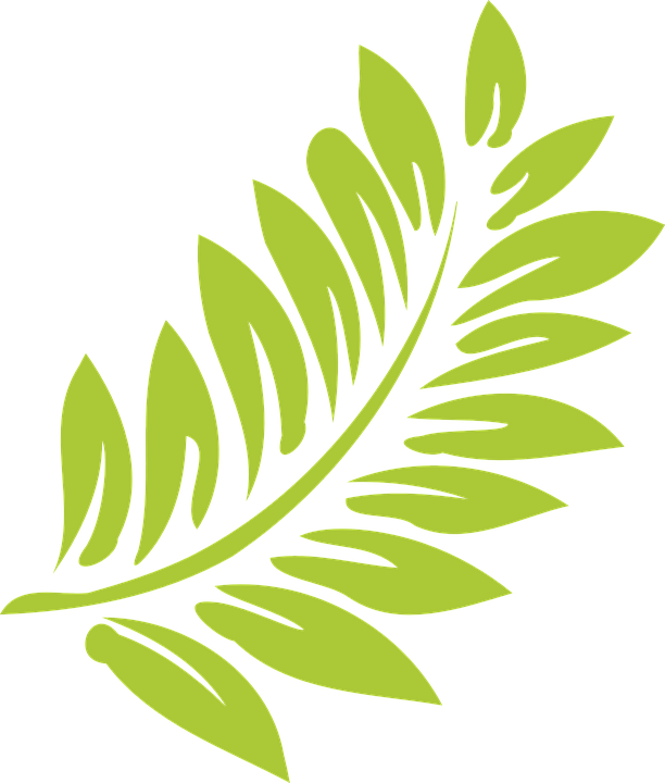 Leaf Green Light Nature Summer - Hibiscus Clipart (612x720)