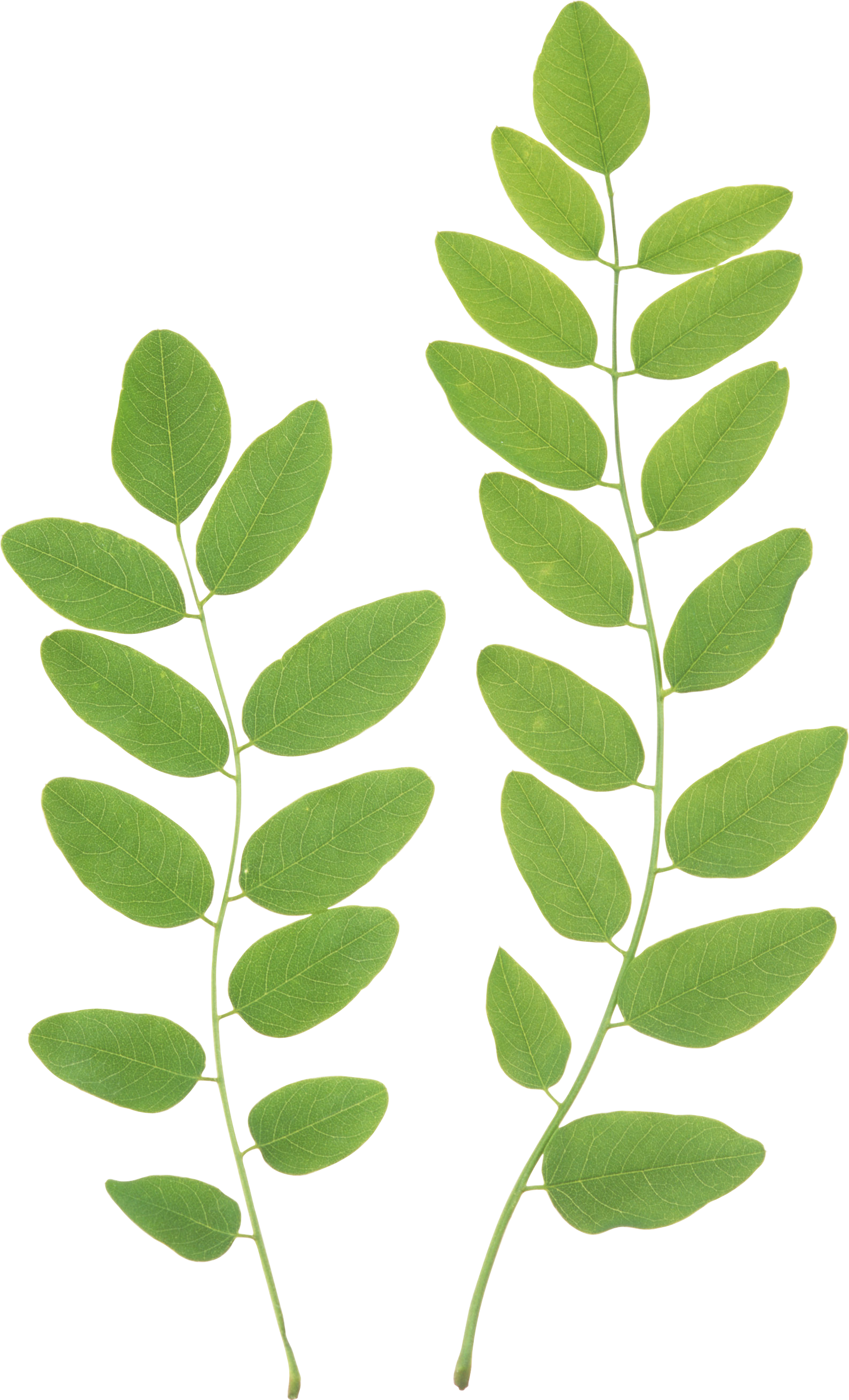 Green Branch Cliparts - Green Leaf Transparent Background (1591x2624)