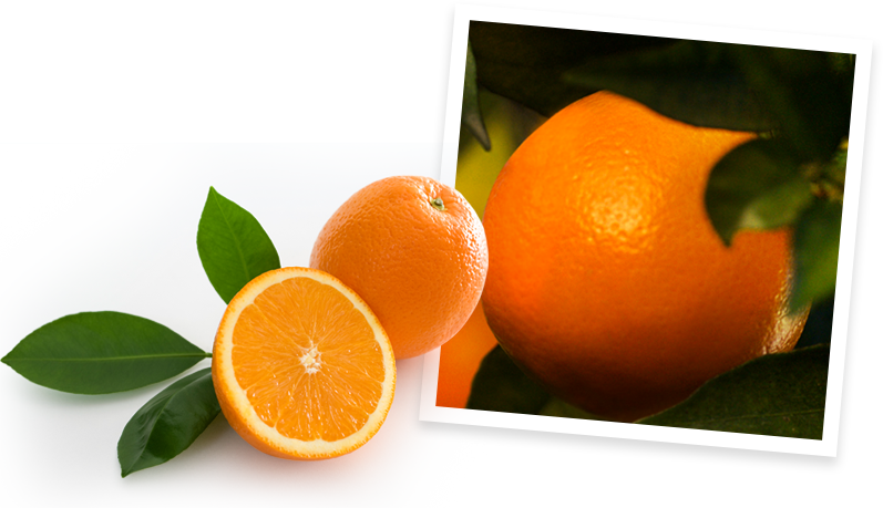 In Fact, The Oranges That Go Into Each Carafe Of Simply - Simply Orange Transparent (797x459)