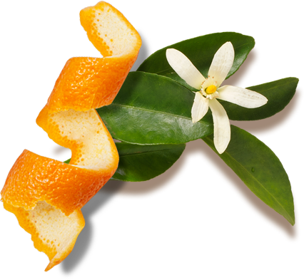 Citrus Png (426x393)