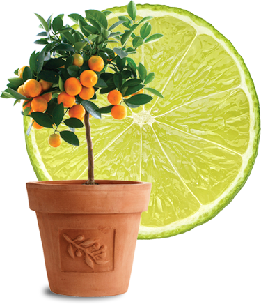 Citrus Lime - Chinese Citrus Plants (375x436)