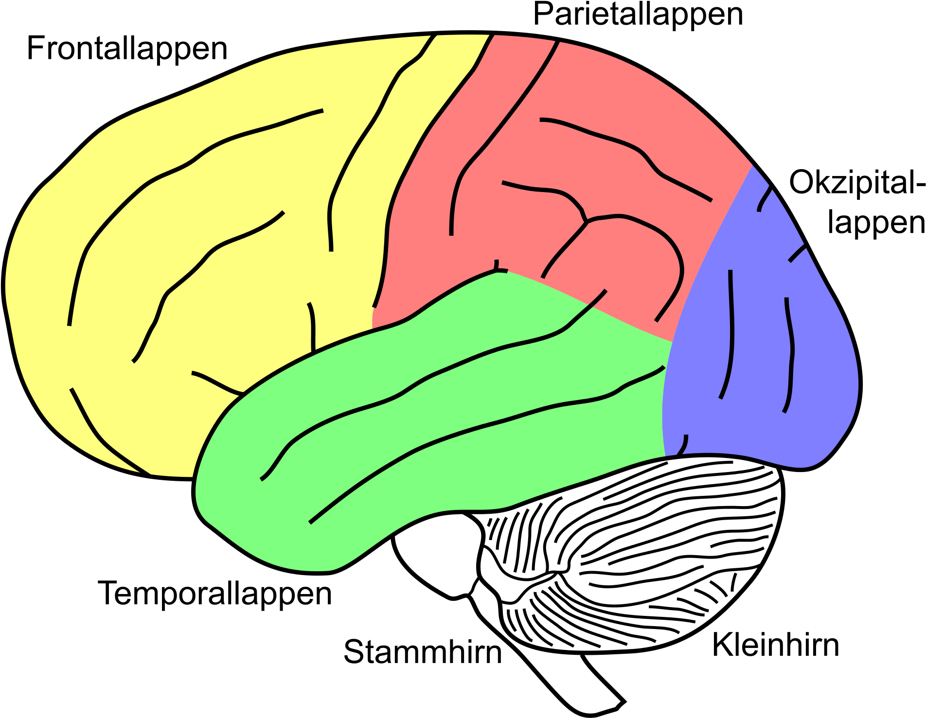 File - Gehirn, Lateral - Lobi Deu - Svg - Wikimedia - Label Of A Brain (2000x1552)