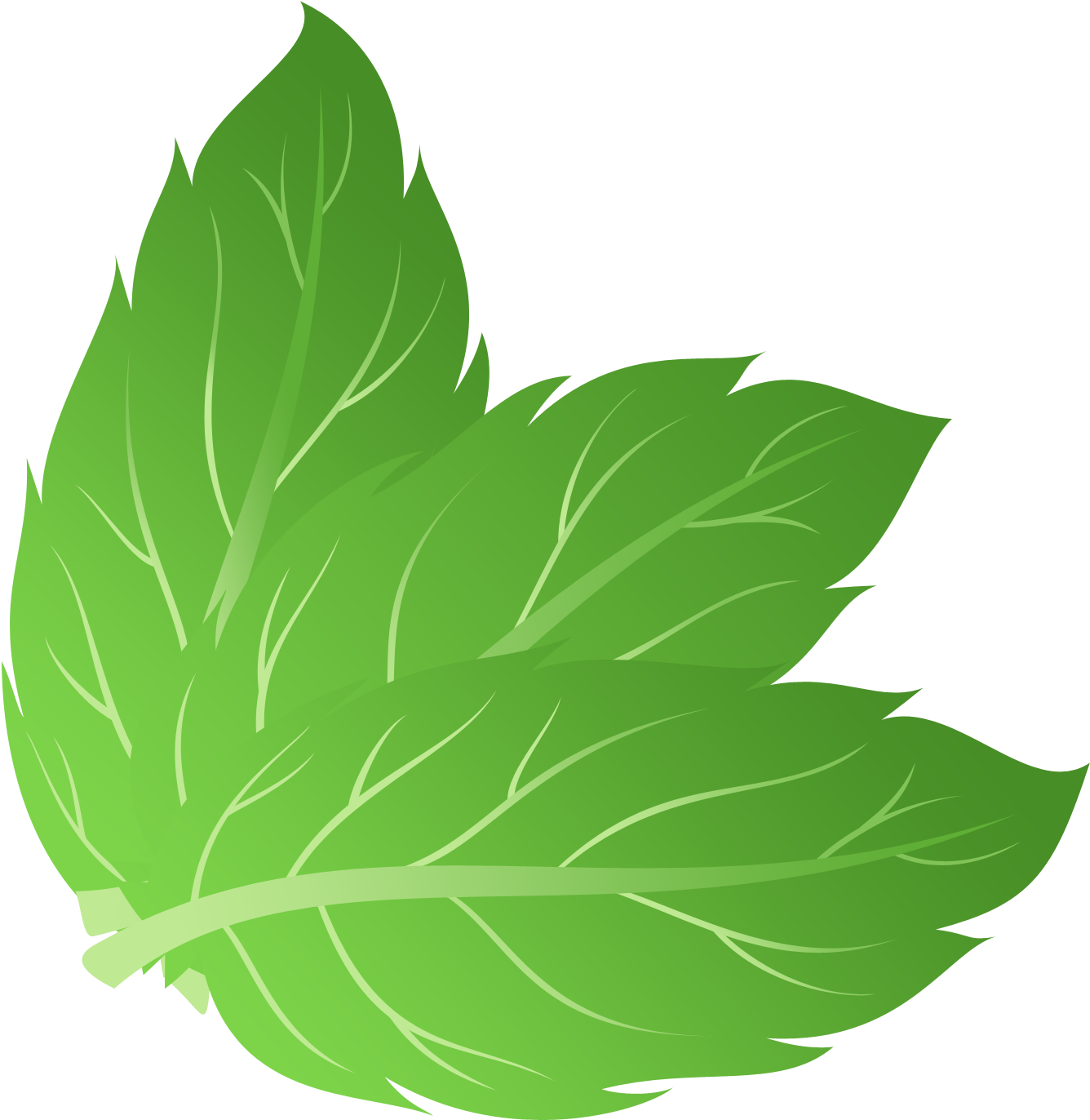 Mint Drawing Mi - Mint Leaf Vector Png (1355x1394)
