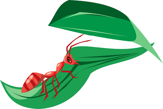 Leaf, Cartoon, Ant, Leaves, Insect - Ant On A Leaf Clipart (640x428)