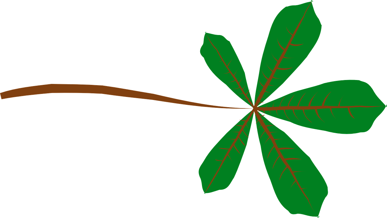 How To Draw A Leaf - Palmate Leaf (1280x722)