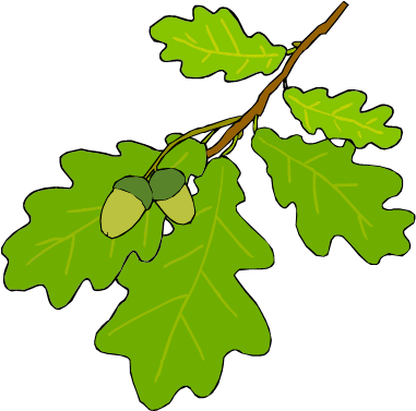 Leaf Identification - Oak Tree Leaf Cartoon (420x417)
