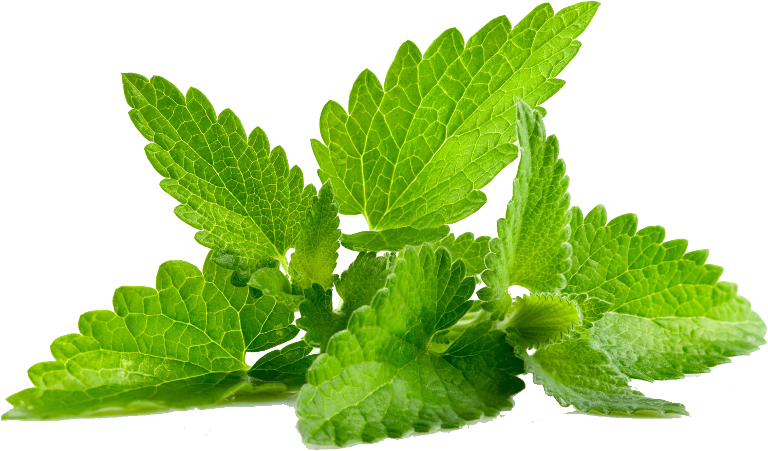 Mint фото. Мята перечная листья. Mentha piperita (Peppermint) Leaf extract. Мята перечная листочки.