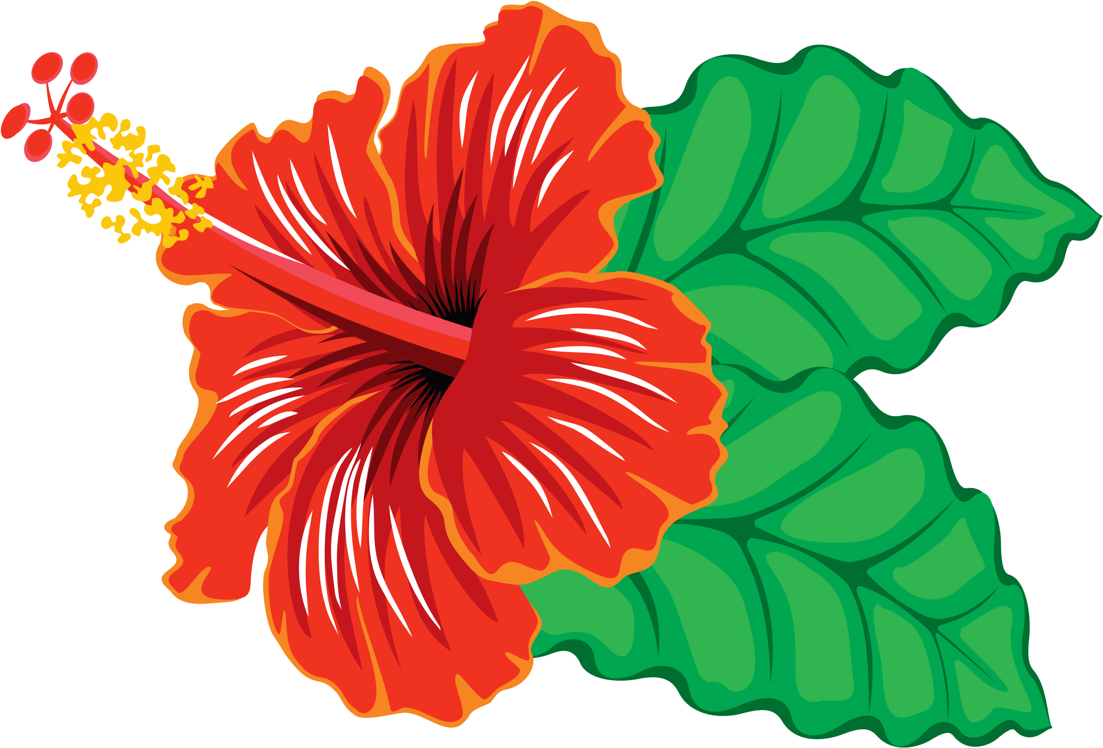 Hibiscus Clipart Red Hibiscus - Hibiscus Flower Images Clipart (2400x1680)