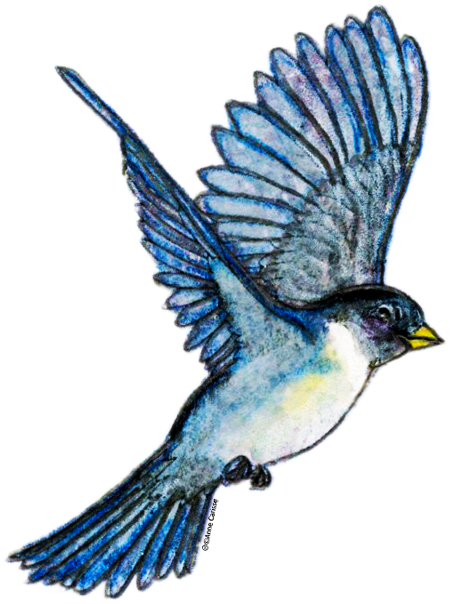 Clipart D'animal Vectoriel - Clipart Gratuit (600x639)