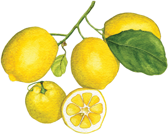 Meyer Lemon - Meyer Lemon (560x447)