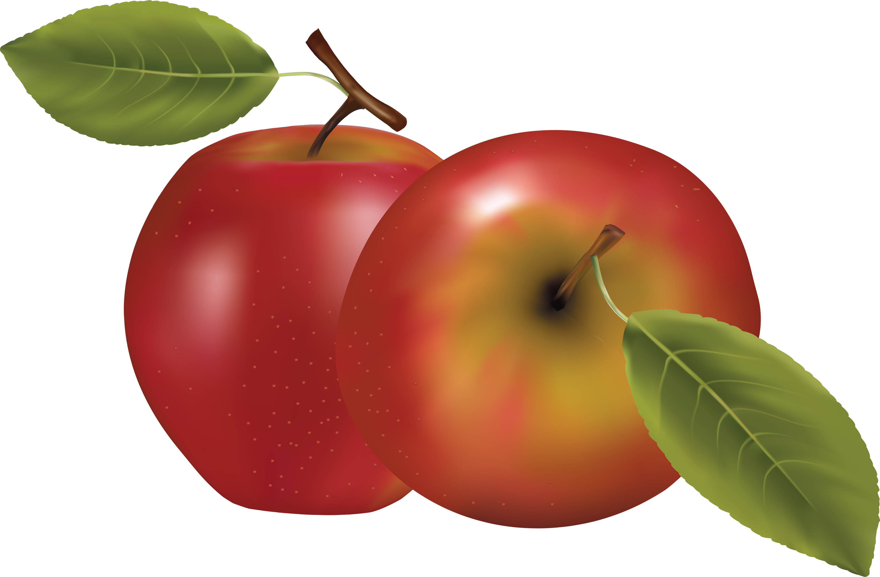 Apple Png - Clipart Transparent Background Apple (3509x2304)