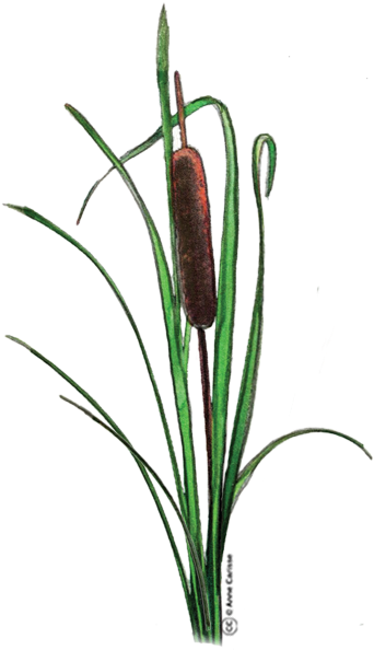 Gratuit Clipart Fleurs - Clip Art (359x600)