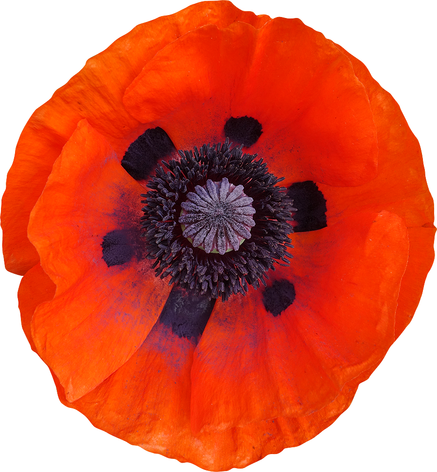 Image Result For Fleurs Photos Gratuites - Oriental Poppy (900x972)