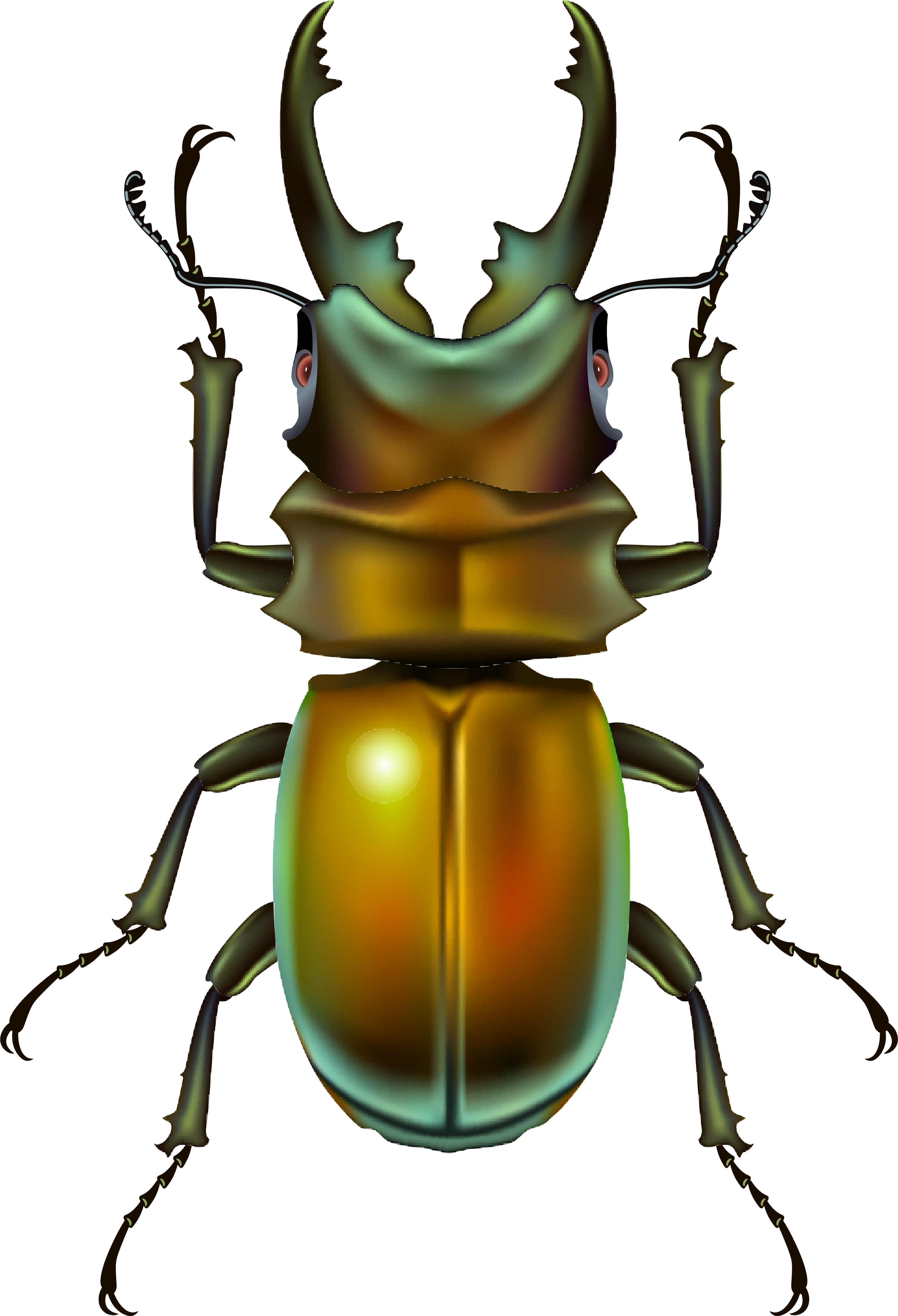 Клипарт Насекомые - Insect .png (2959x4339)