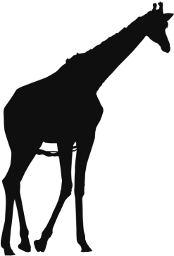 Girafe Des Animaux Sauvages Clip Art Contexte Gratuit - Giraffe (640x640)