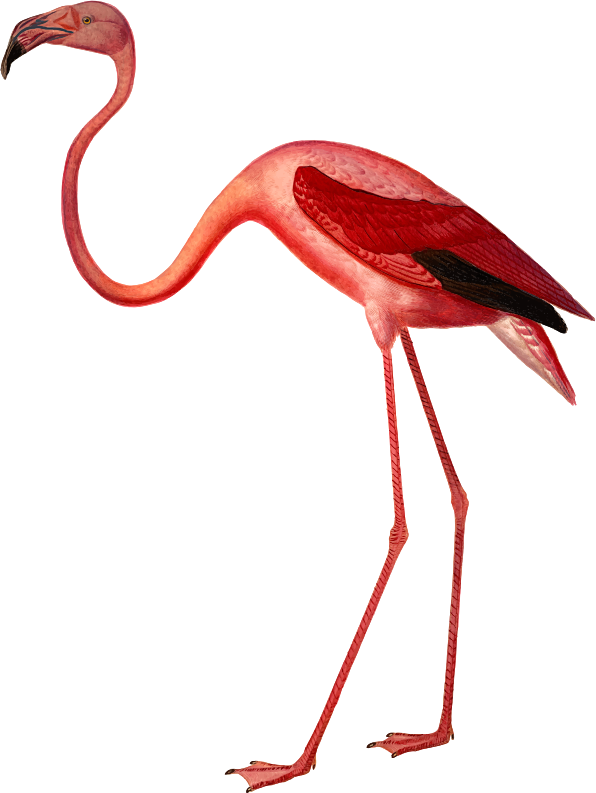 By Firkin - Greater Flamingo (596x793)