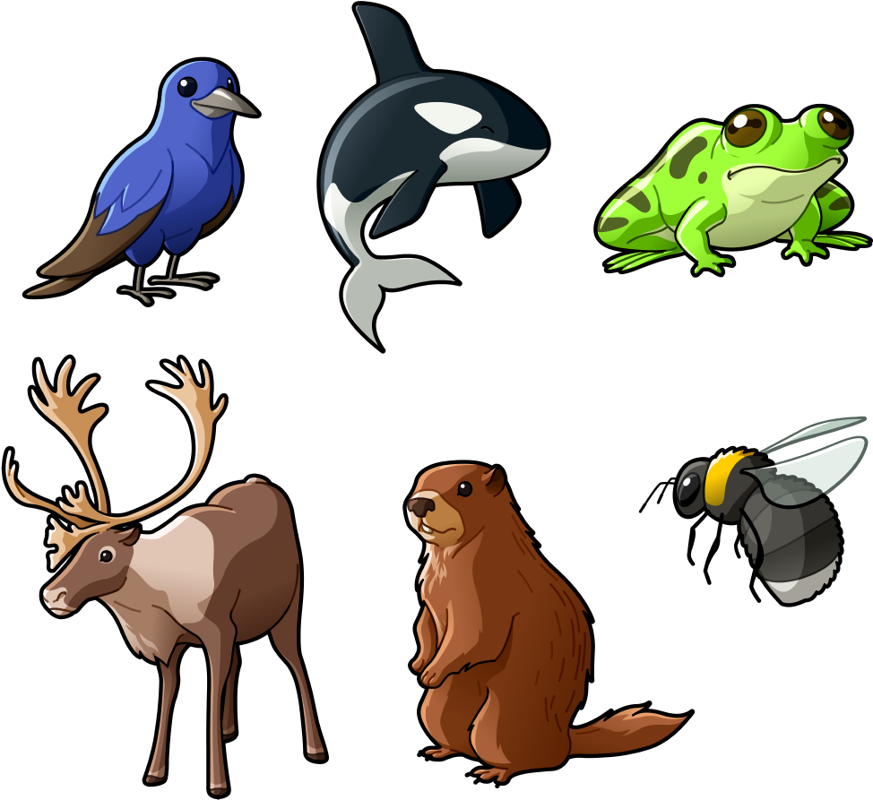 Plus D'infos Sur Leur Site Web - Boreal Woodland Caribou (1000x960)