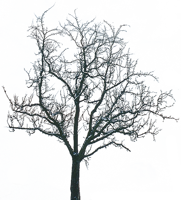 Tree Winter (577x639)