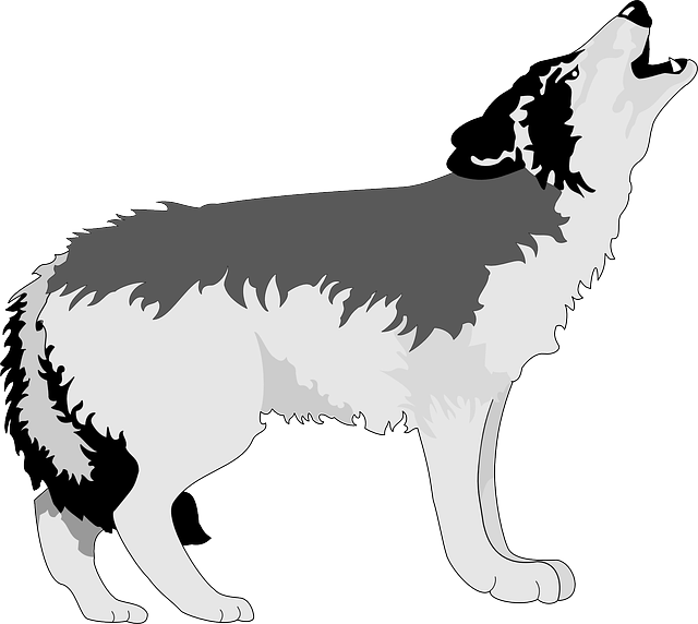 Gray Wolf Clipart (640x572)