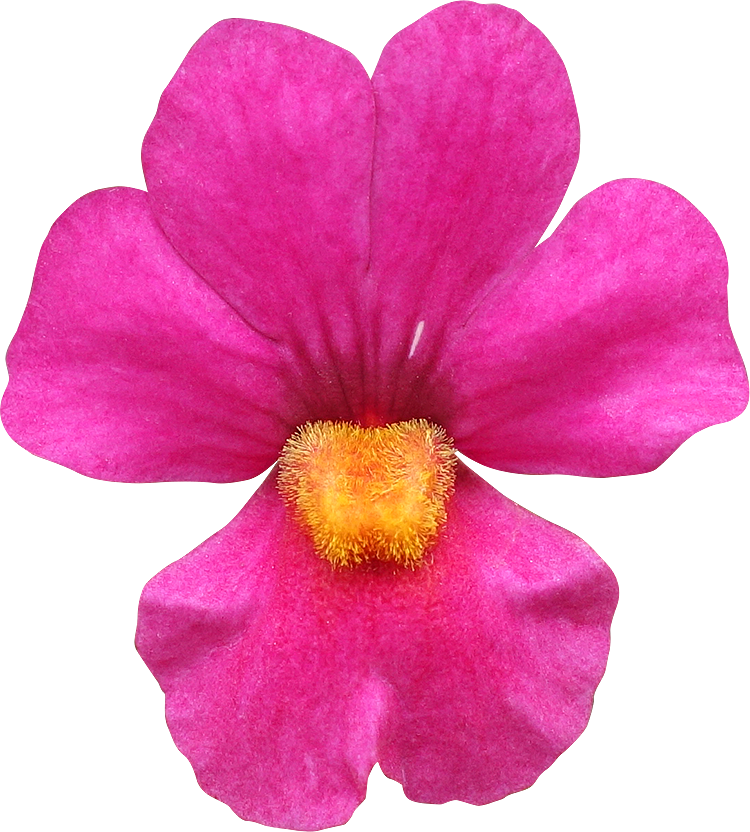 Fleur Detouree Sunse - Desert Rose (750x832)