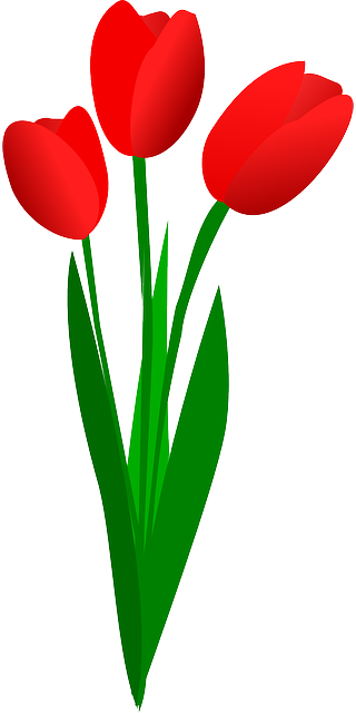 Three Tulips, Flowers, Red, Spring, Blossom, Blooming, - Red Tulip Clip Art (320x640)