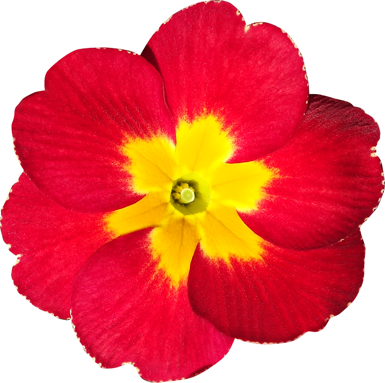 Fleur Detouree Photo - Primula Png (750x745)