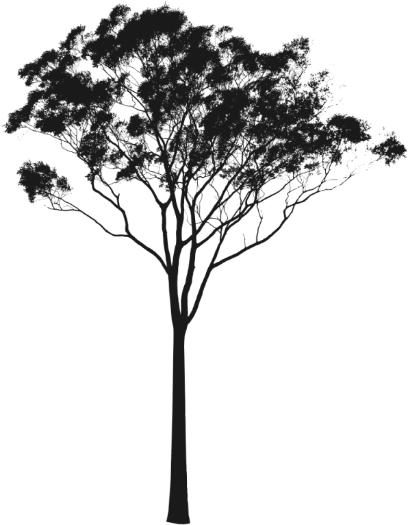 Pin Tree Silhouette Clip Art - Gum Tree Silhouette (616x800)