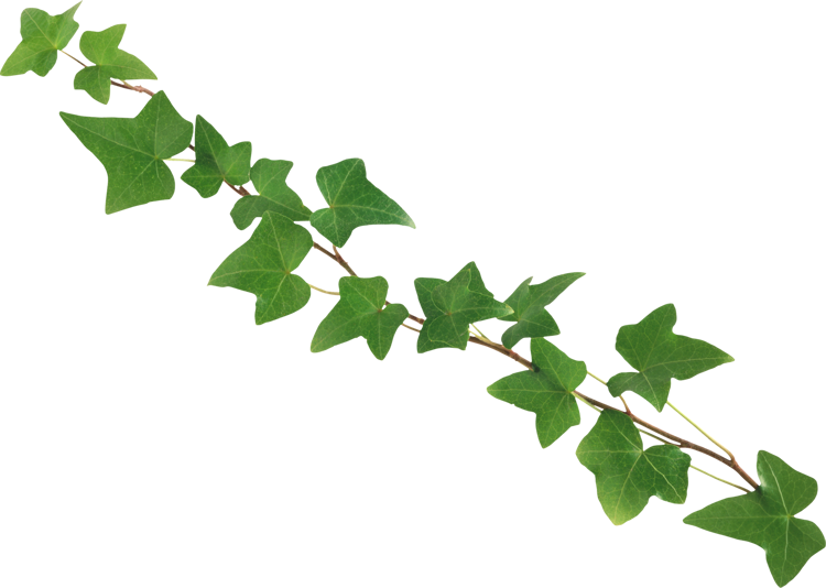 枝条藤蔓 你会用到的 - Ivy (750x534)