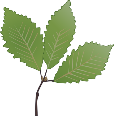 Oak - Leaves - Drawing - Oak Leaves (392x400)