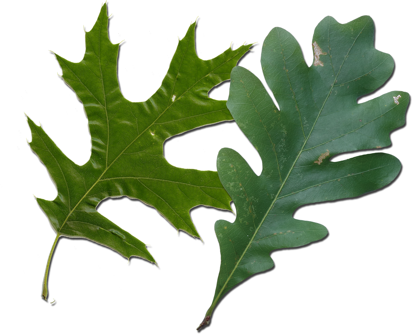 Oak Leaves - White Oak And Red Oak Leaves (1455x1149)
