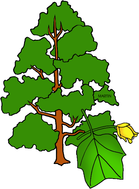 Ky Tulip Tree Clipart - Tulip Poplar Tree Clip Art (484x648)