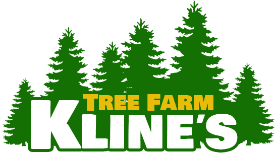 Ktf Web Logo Ktf Web Logo Ktf Web Logo - Evergreen Tree Clipart Black And White (545x304)