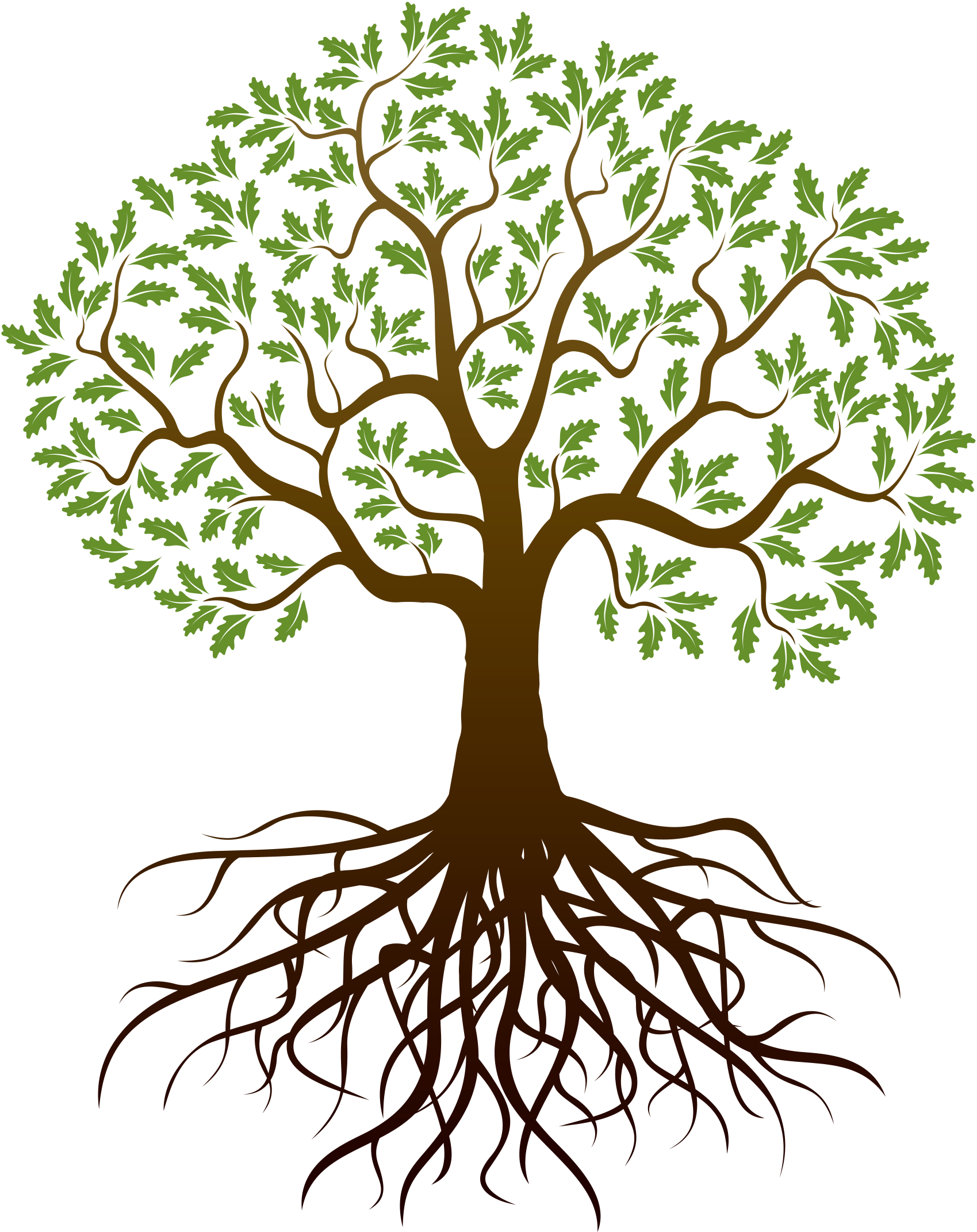 Barnes Family Reunion - Tree Clipart With Roots (1699x2143)