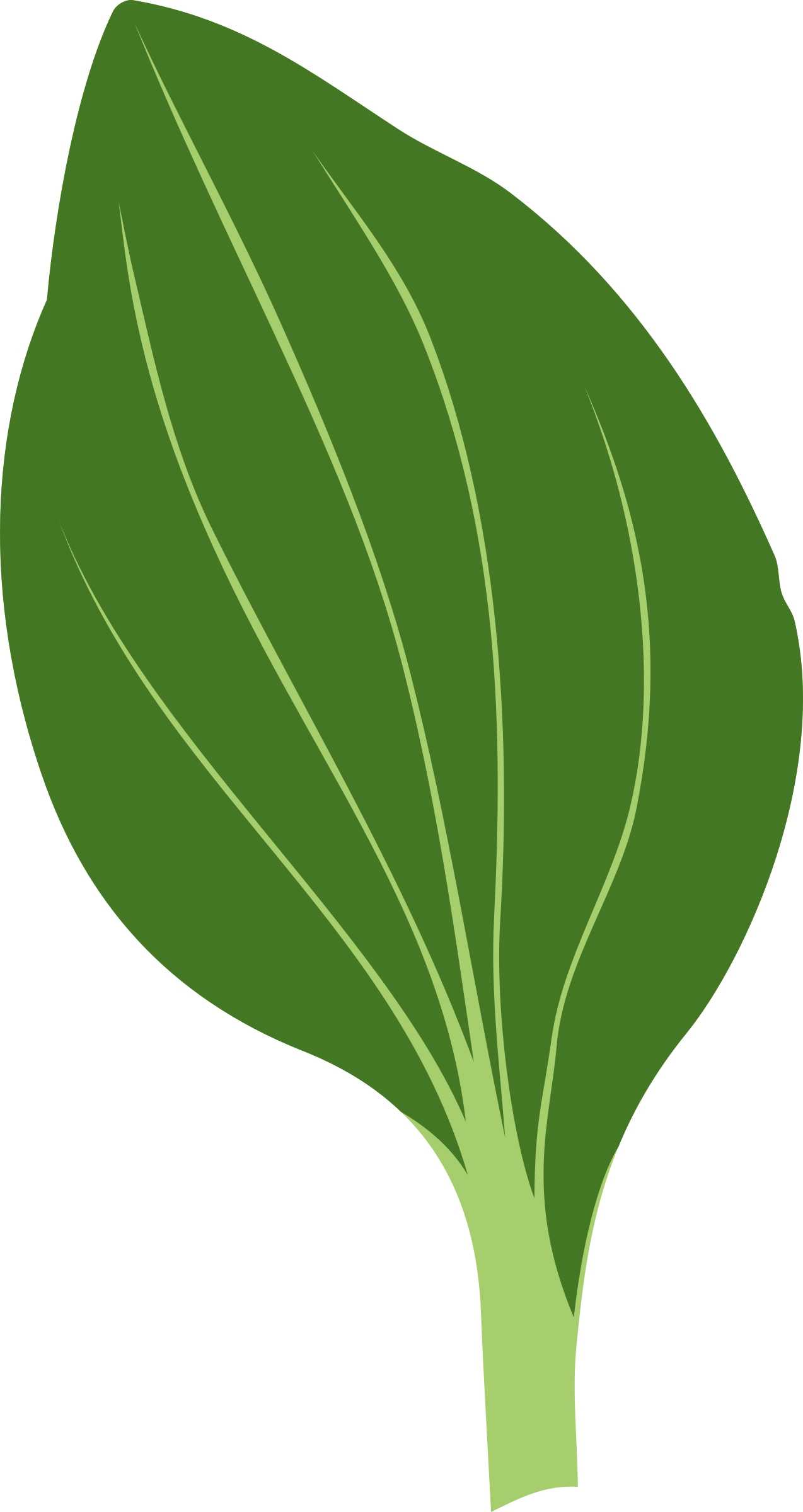 Clipart - - Drawing Of Green Leaves (1274x2400)